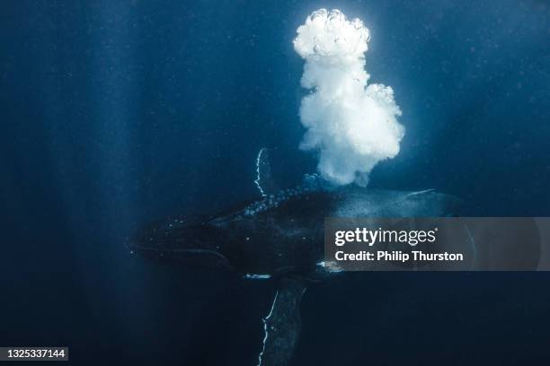 humpback whale blowing bubbles in deep blue ocean - humpback whale stock pictures, royalty-free photos & images