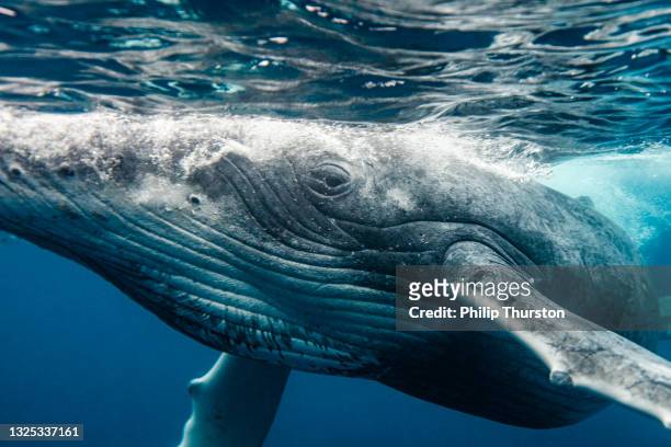 primer plano de la ballena jorobada mirando a la cámara mientras nadaba más allá - ballenato fotografías e imágenes de stock