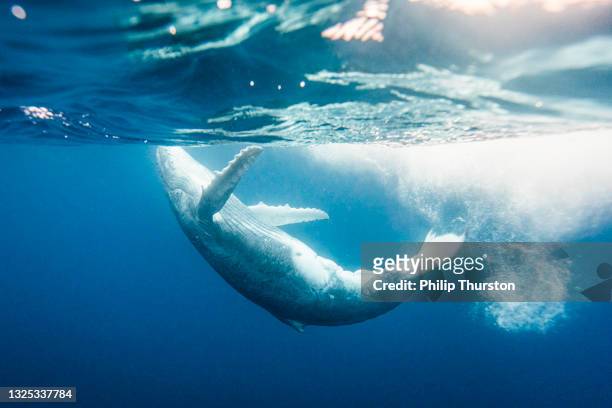 majestuosa ballena jorobada estrellándose a través de la superficie de los océanos - ballenato fotografías e imágenes de stock