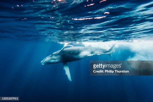 mirador de nivel dividido de la ballena jorobada nadando a través del océano azul profundo - ballenato fotografías e imágenes de stock