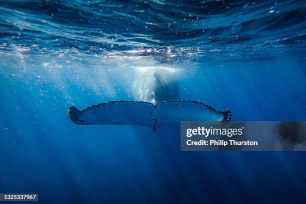 fluke of humpback whale swimming through sunlight rays in deep blue ocean - humpback whale tail stock pictures, royalty-free photos & images