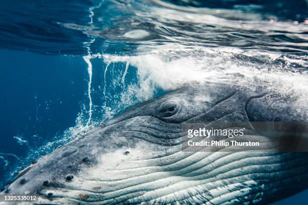 poderoso primer plano de ballena jorobada salpicando a través de la superficie del océano - ballenato fotografías e imágenes de stock