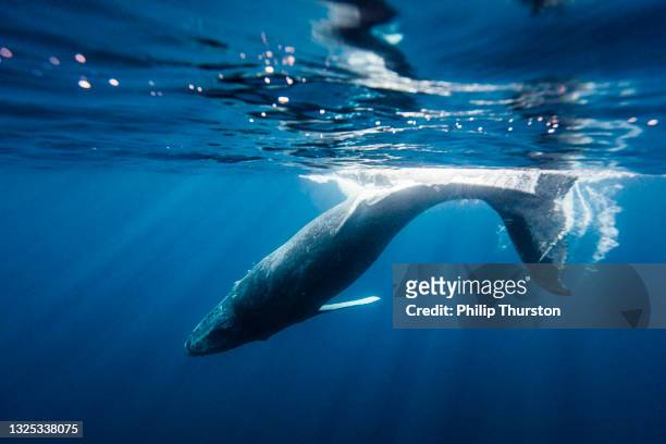 ballena jorobada deslizándose por el océano en tonga - ballenato fotografías e imágenes de stock