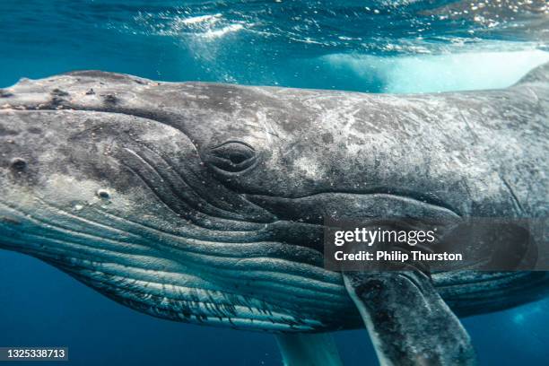 ballena jorobada mirando la cámara mientras nada a través de las aguas azules claras del océano - mamífero fotografías e imágenes de stock