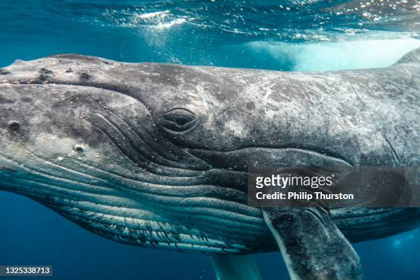 humpback whale eyeing camera while swimming through clear blue ocean waters - mammal stock pictures, royalty-free photos & images