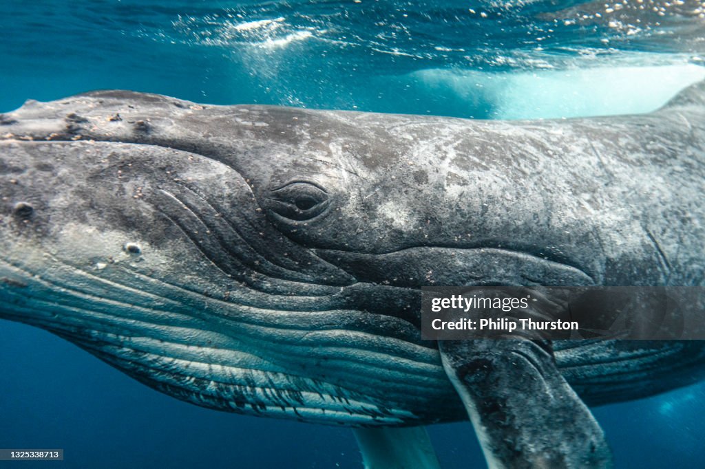 Baleia jubarte olhando câmera enquanto nada através de águas claras do oceano azul