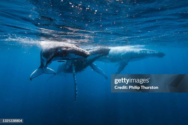 humpback whales swimming under sunlight at ocean's surface - humpback whale stock pictures, royalty-free photos & images