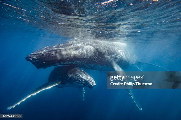 primer plano del tierno cuidado de la madre y la cría de ballenas jorobadas en el océano azul claro - ballenato fotografías e imágenes de stock