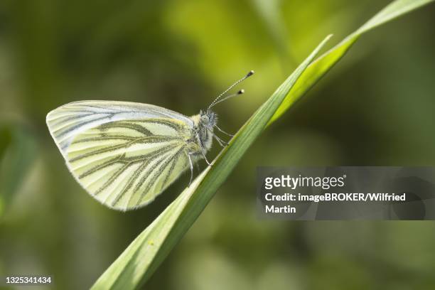 green-veined white (pieris napi), white butterfly on blade of grass, hesse, germany - gräsblad bildbanksfoton och bilder
