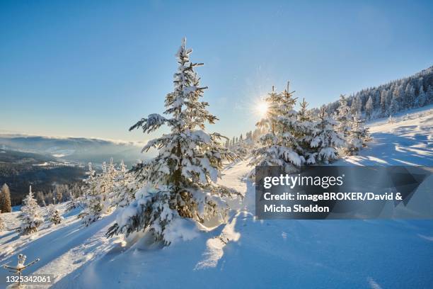 view from arber on hilly landscape with spruce forest (picea abies) in winter, bavarian forest, bavaria, germany - nationalpark bayerischer wald stock-fotos und bilder