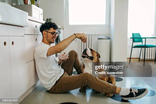 comemos juntos - bulldog inglés fotografías e imágenes de stock