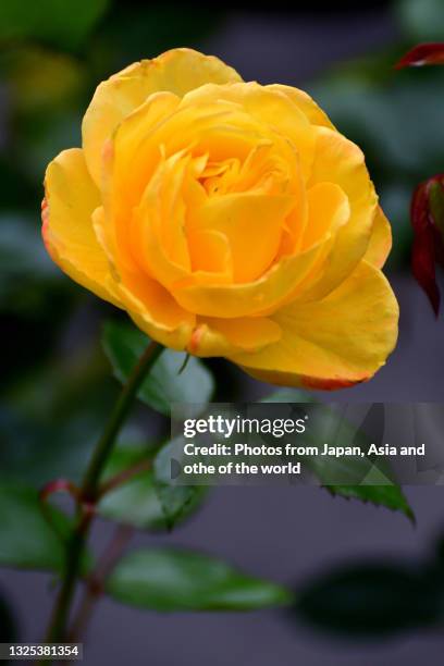 rose flowers against blue sky - rosa violette parfumee photos et images de collection