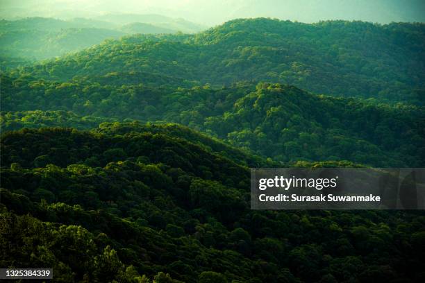 concept of earth protection day or environmental protection hands to protect the growing forest - nature wallpapers stockfoto's en -beelden