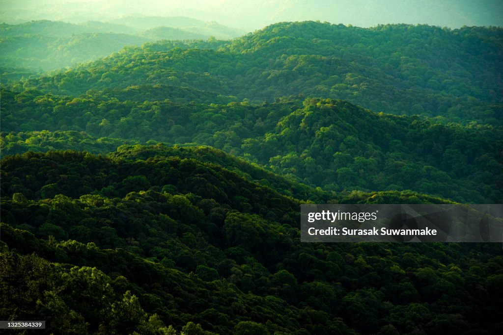 Concept of earth protection day or environmental protection hands to protect the growing forest