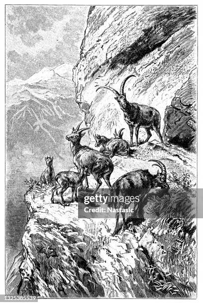 an ibex is any of several species of wild mountain goat (genus capra), distinguished by the male's large recurved horns, which are transversely ridged in front - capra_(genus) stock illustrations