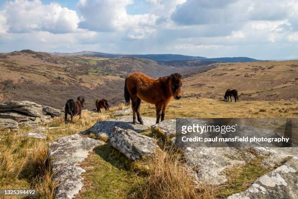 dartmoor ponies - saillie rocheuse photos et images de collection