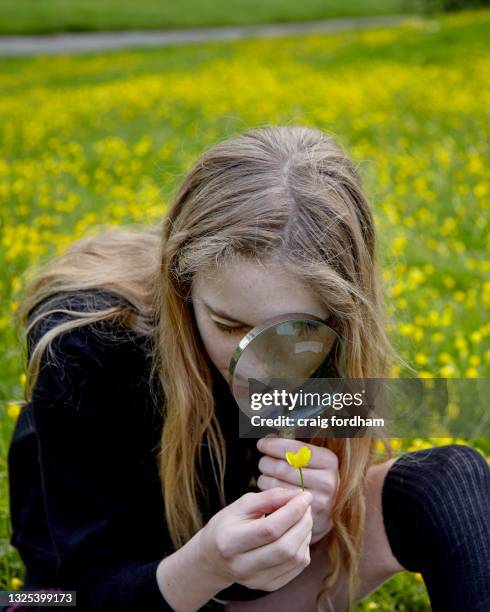 young nature lovers - buttercup stock pictures, royalty-free photos & images