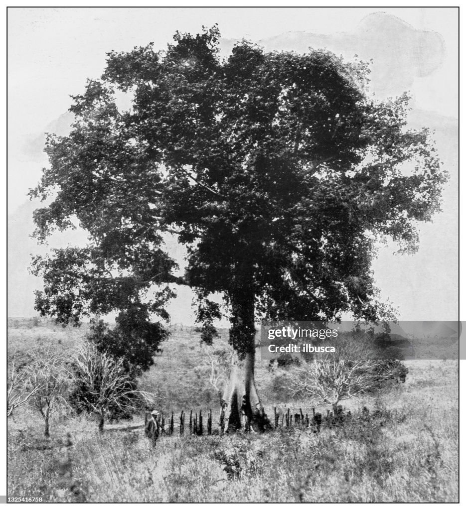 Surrender Tree Antique Black And White Photograph Surrender Tree Near Santiago High ...