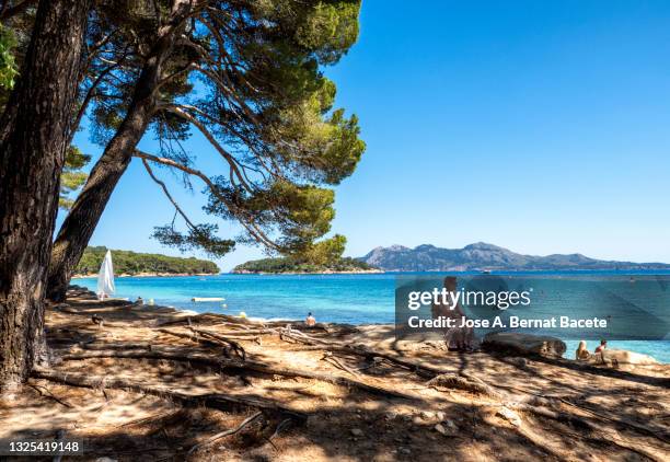 woman resting and contemplating the landscape in the shade of the trees next to a beach in formentor, majorca island. - puerto pollensa stock-fotos und bilder