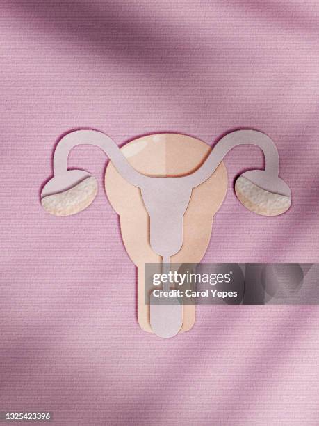 uterus un paper work.pink background - cervix fotografías e imágenes de stock