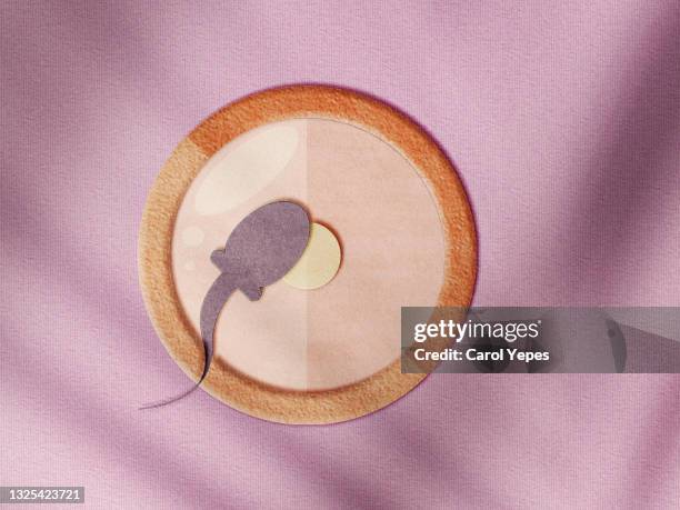 sperm cells about to fertilize an ovum in paperwork - artificial insemination stock pictures, royalty-free photos & images