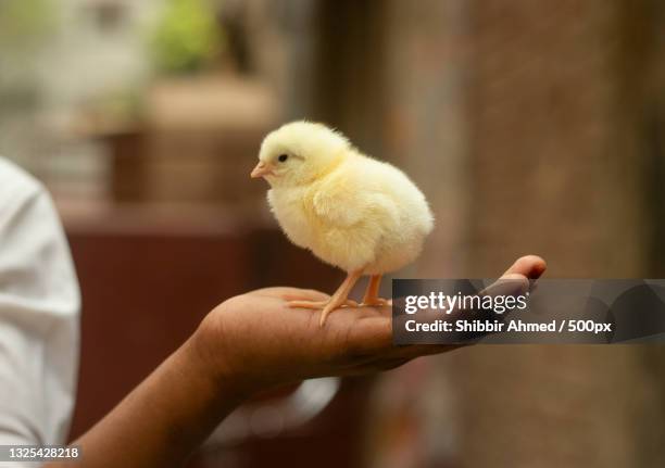 close-up of baby girl holding chicken - baby chicken bildbanksfoton och bilder