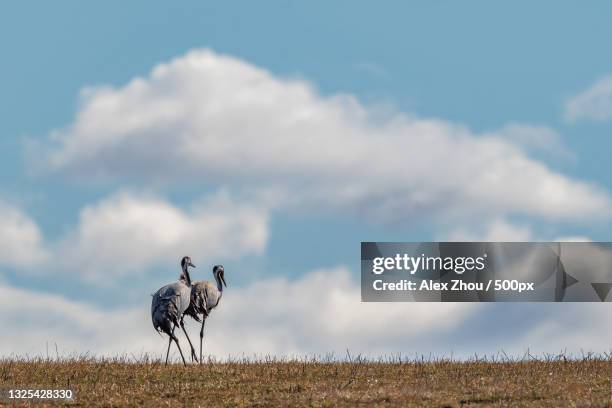 two ostriches standing on the grassland against cloudy sky,sweden - flightless bird stock-fotos und bilder