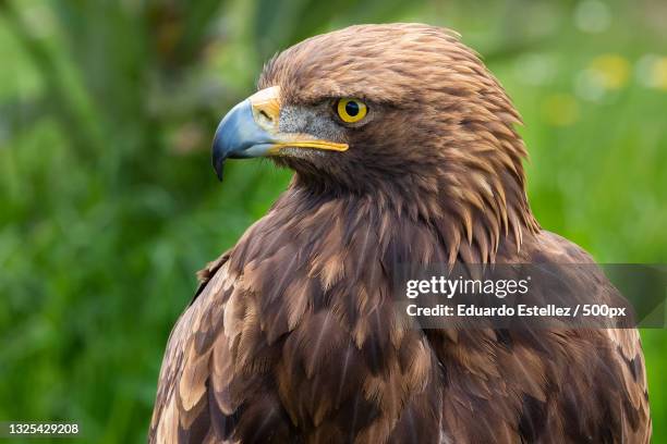 close-up of golden eagle,spain - steinadler stock-fotos und bilder