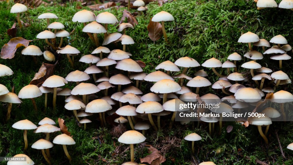 Close-up of Honey fungus Armillaria mushrooms growing on field,Spiegelau,Bayern,Germany