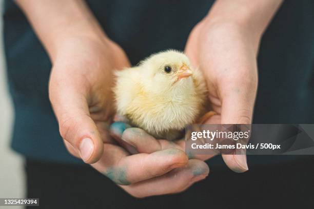 midsection of hands holding baby chicken,ohio,united states,usa - baby chicken bildbanksfoton och bilder