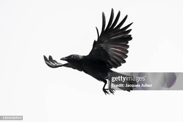 crow flying on white - rabe stock-fotos und bilder