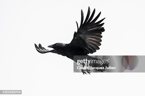 Crow flying on white