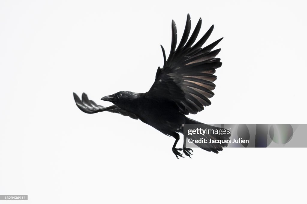 Crow flying on white