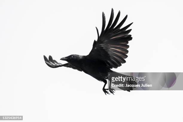 crow flying on white - bird flying towards stock pictures, royalty-free photos & images