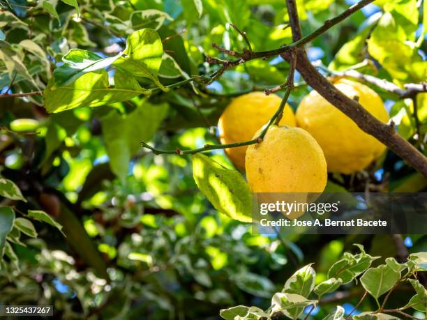 lemon tree with lemons ready to harvest. - lemon tree stockfoto's en -beelden