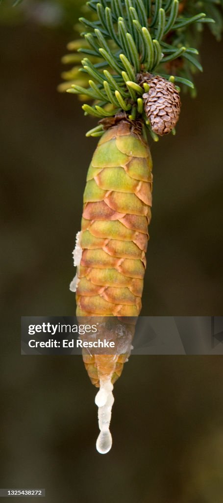 WHITE SPRUCE (Picea glauca) CONE with RESIN (PITCH)