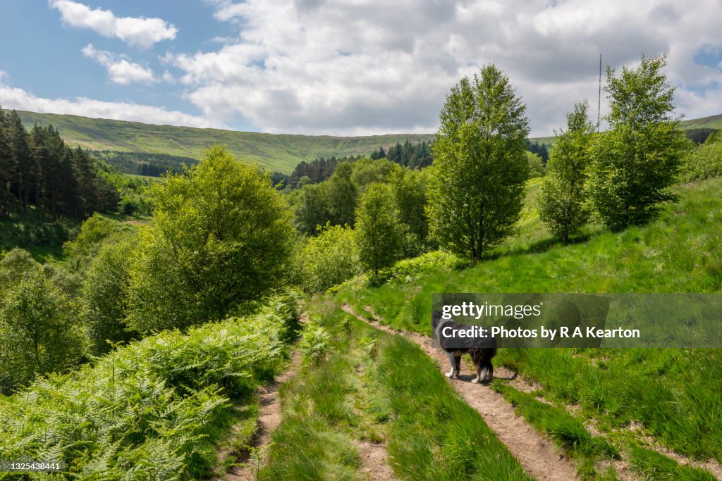 Lush green hill near Holmfirth, West Yorkshire, England