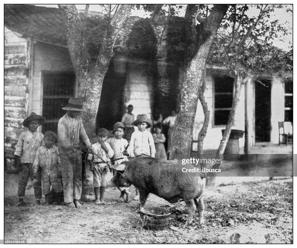 Antique black and white photograph: Pig, Cuba