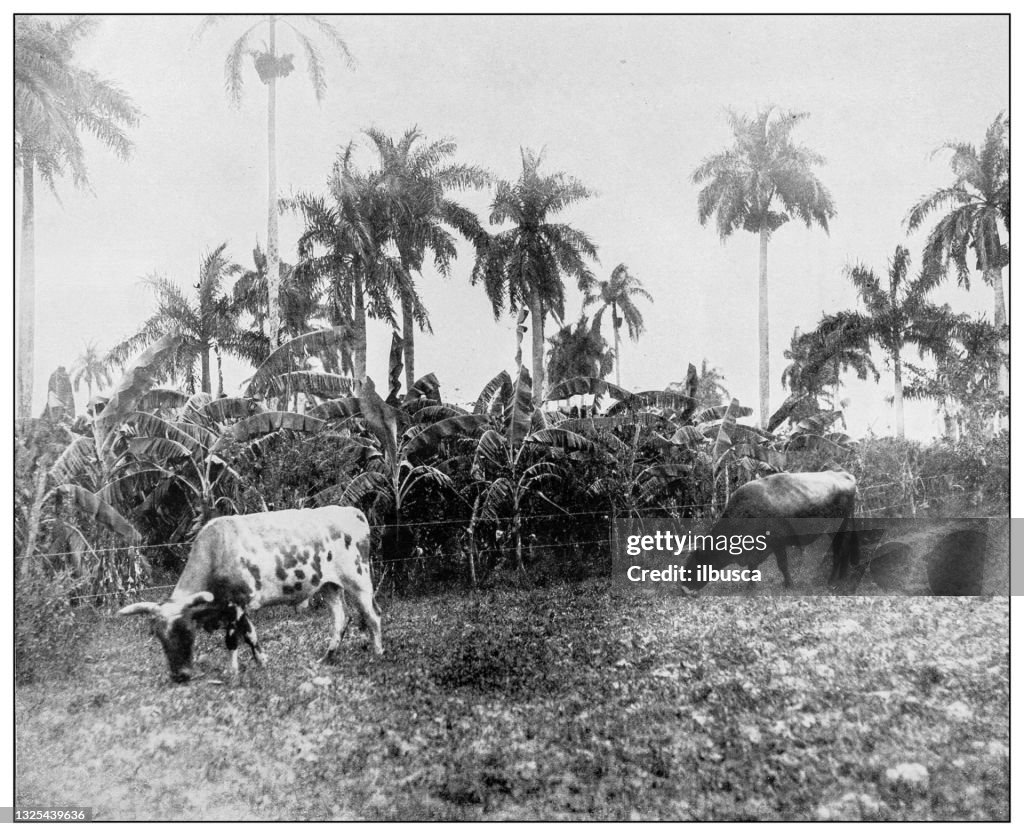 Antique black and white photograph: Cattle on Isla de la Juventud (former Isle of Pines)