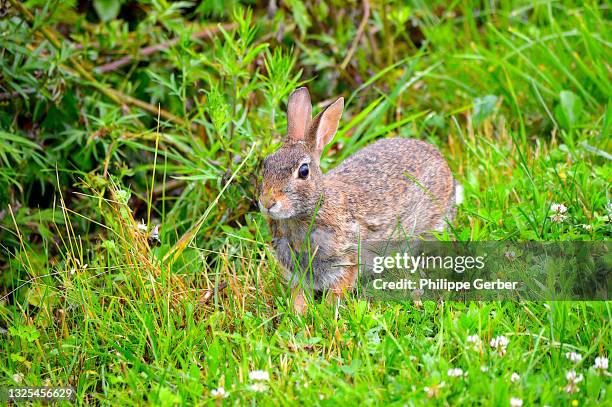 eastern cottontail rabbit - cottontail stockfoto's en -beelden