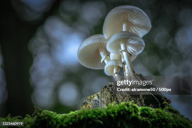 close-up of mushroom growing on tree trunk,netherlands - close up of mushroom growing outdoors stock-fotos und bilder