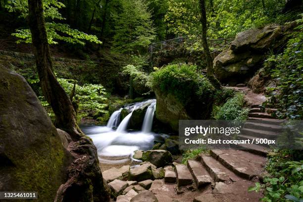 scenic view of waterfall in forest,mullerthal,waldbillig,luxembourg - luxemburg stock-fotos und bilder