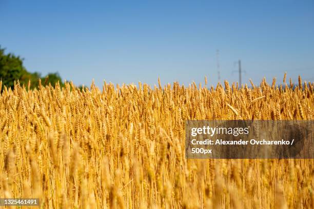 scenic view of wheat field against clear blue sky,ukraine - grain stock pictures, royalty-free photos & images