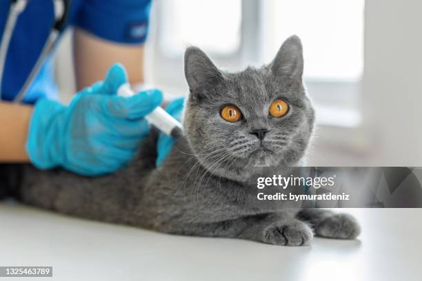 veterinarian doctor in blue gloves vaccinating a cat - gedomesticeerde dieren stockfoto's en -beelden