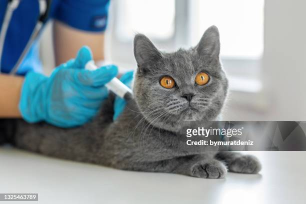 veterinarian doctor in blue gloves vaccinating a cat - animal doméstico imagens e fotografias de stock