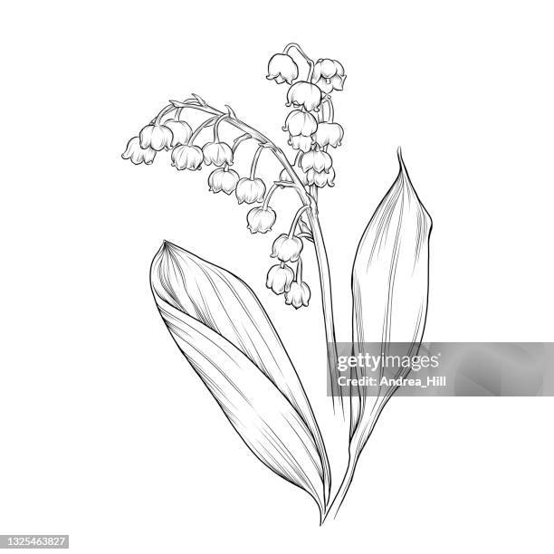 illustrations, cliparts, dessins animés et icônes de illustration vectorielle de l’encre de fleur de lis de la vallée - muguet