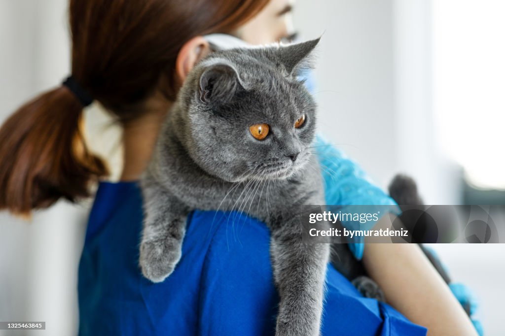 Cute cat getting a checkup