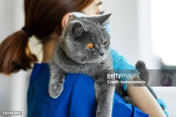 cute cat getting a checkup - animal welfare stock pictures, royalty-free photos & images