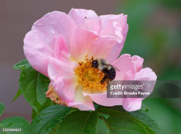 a bumblebee gathers pollen from a rose blossom - wildrose stock pictures, royalty-free photos & images