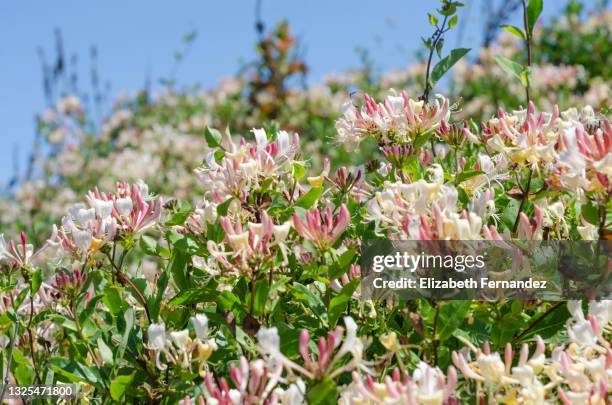 wild honeysuckle lonicera periclymenum, common honeysuckle, european honeysuckle, or woodbine. - honeysuckle stock pictures, royalty-free photos & images